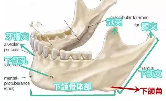 下颌骨的搭配