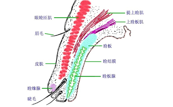 眼睑外翻矫正方法有哪些?眼睑外翻术后有什么常见问题?