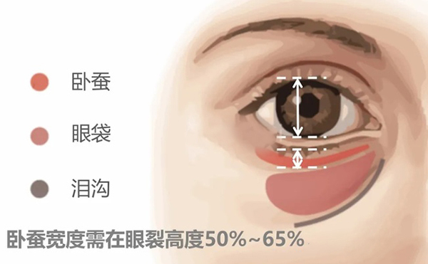 卧蚕多宽好看?丰卧蚕多少钱?