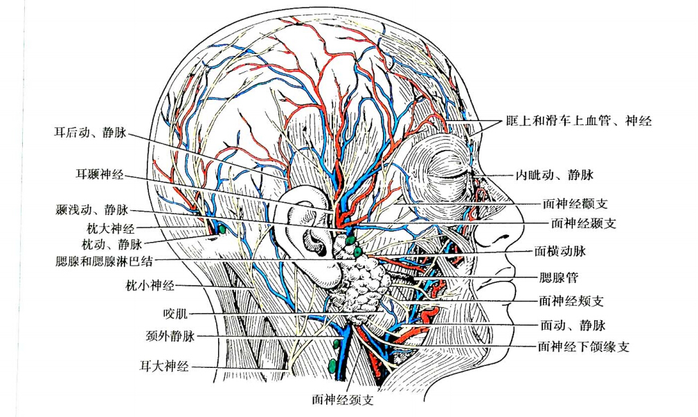 吸脂适合人群