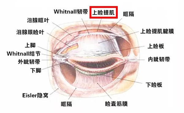 上睑下垂手术成功率高吗?上睑下垂术后需要注意什么?